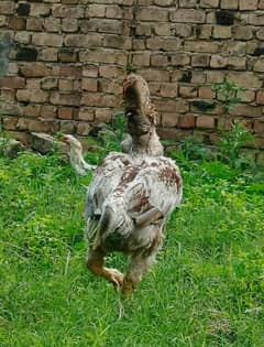 peshawari hen