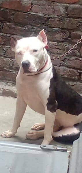 pitbull dog Ek white Ek brown eyes 0