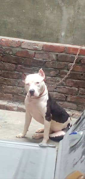 pitbull dog Ek white Ek brown eyes 1