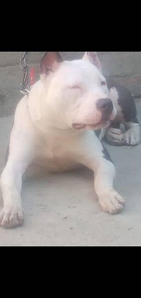 pitbull dog Ek white Ek brown eyes 2