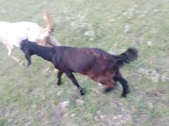 male bakra for sale good  pric 0