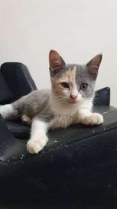 Kitten for adoption