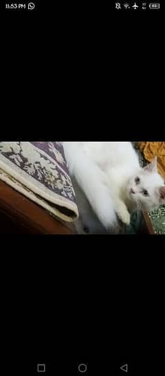 persian cat double coated 0