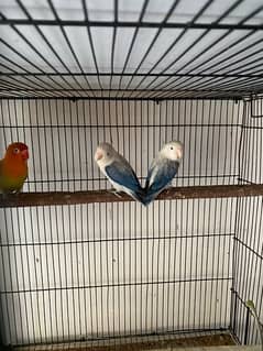 love bird euwing opaline 0