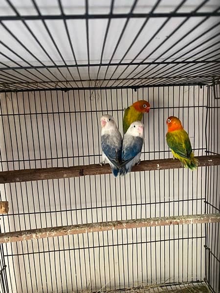 love bird euwing opaline 2