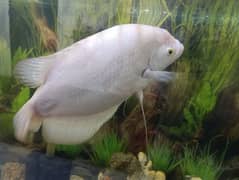 Grand White Gourami fish