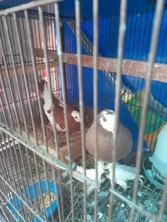 pouter breeder pair for sell or king Pigeon pair Argent setup sell