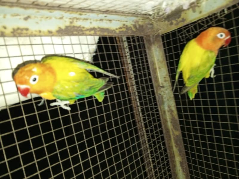 Green Euwing opaline possible blue, blue fisheri split ino for sale 4