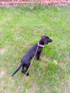 pointer dog urgent sale