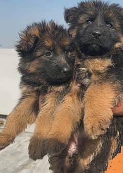 German shepherd long coat puppies available Top quality dogs