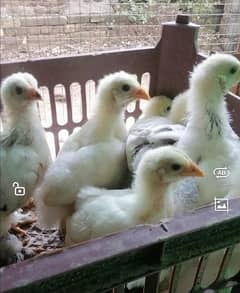 Brahma chicks and eggs for sale