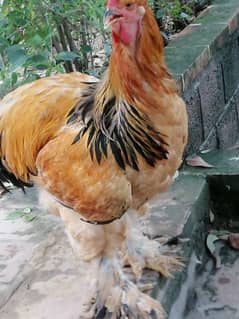 Brahma chicks and eggs for sale