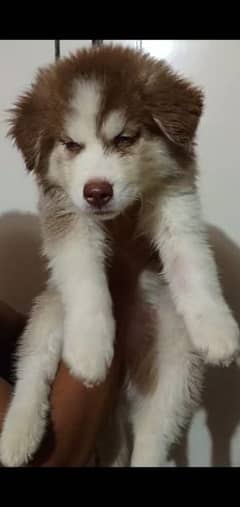 Siberian husky available high quality