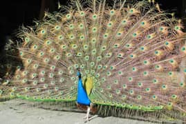 peacock