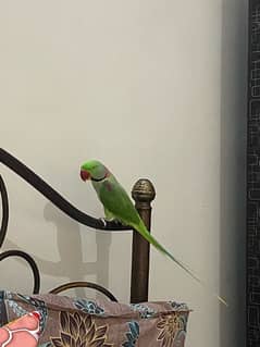 Raw Parrot Male Telling Mithu