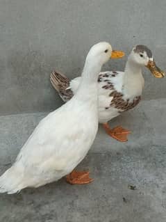 beautiful pair of ducks