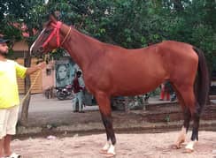 Tharoor breed mear 5 months pregnant