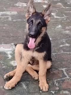 German shepherd Puppy Male 2 month pure breed