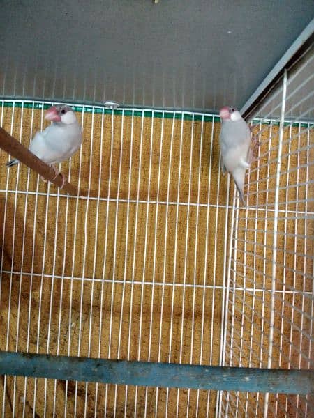 silver2 pair white1 pair albino2 pair fawn 1 piece java for sale 1