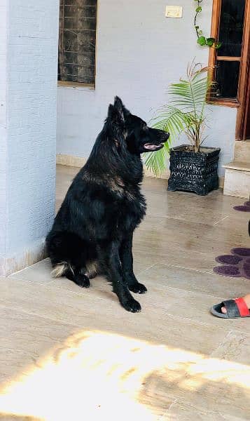 black shepherd breeder pair available for sale 1