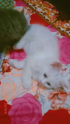 Persian cats for sale