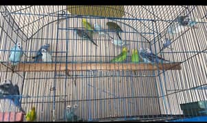 Australian parrots  age 6 to 7 month