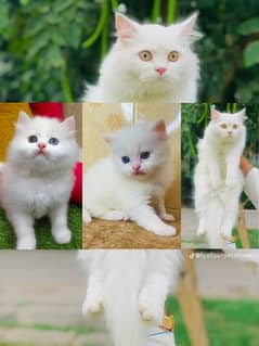 Persian Punch face triple coat cat Kitten 0