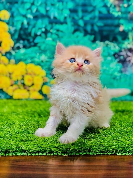 Persian Punch face triple coat cat Kitten 4