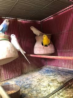 Australian/ budgies / bajri birds/ red eye