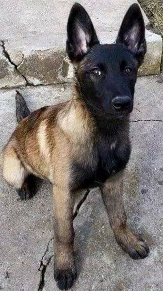 Belgian malinois puppy's 0