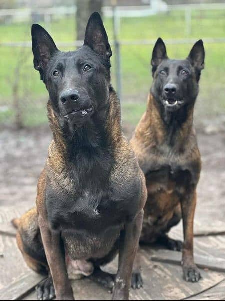 Belgian malinois puppy's 2