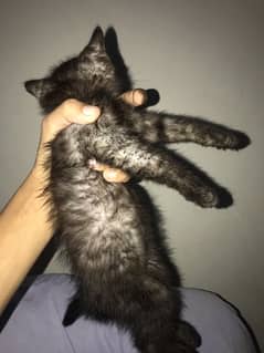 kitten