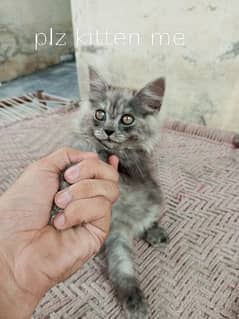 Grey kitten