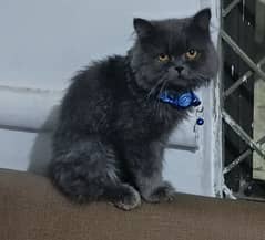 Grey Persian Cat