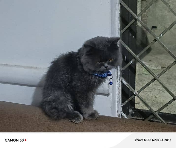 Grey Persian Cat 7