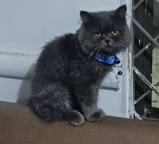 Grey Persian Cat 0