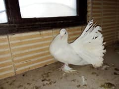 Fancy female  pigeons