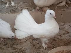 Fantail pigeons chicks pair for sale