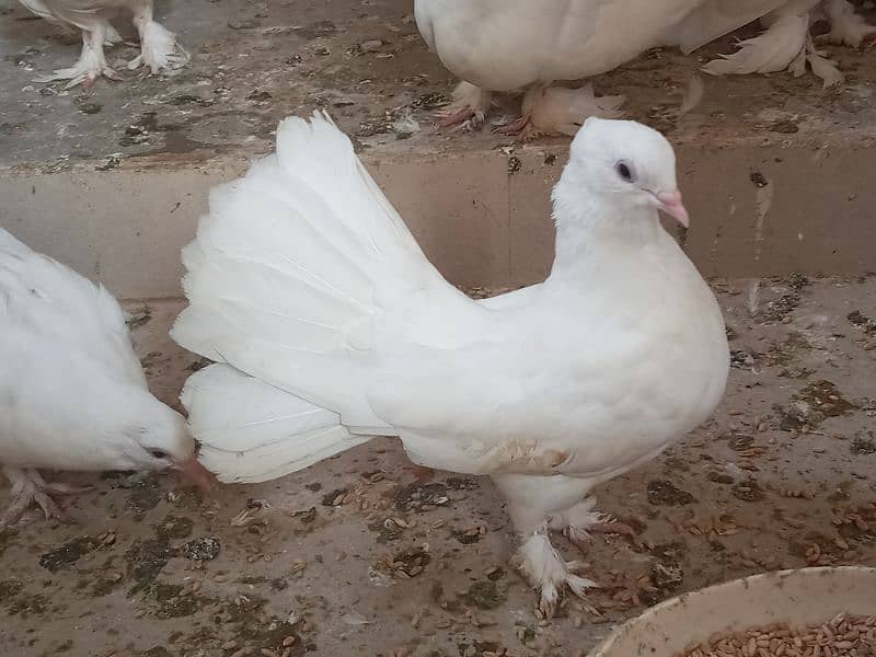 Fantail pigeons chicks pair for sale 0