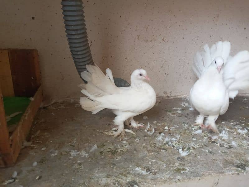 Fantail pigeons chicks pair for sale 1