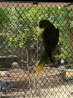 raw female breeder parrot