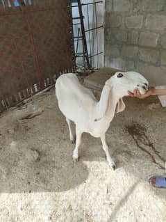 Sheep / بھیڑ / Larkana Breed / Desi / Healthy Sheeps / Ghaban