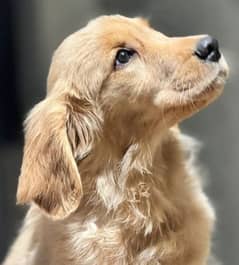 golden retriever female pedigree puppy