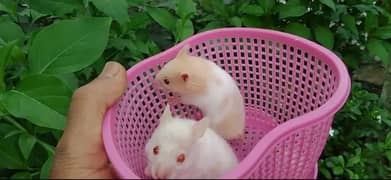 Hamsters