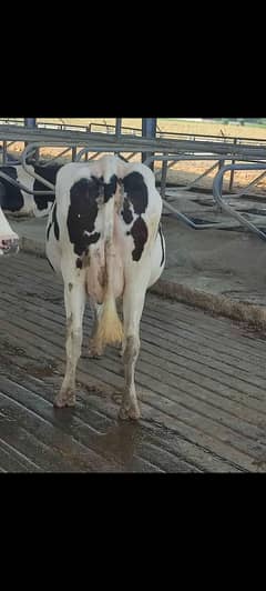 Cow for sale