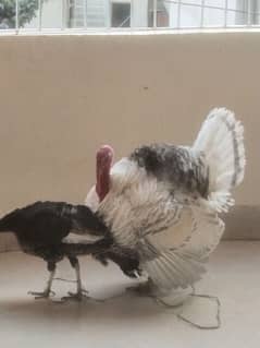 turkey birds pair healthy fit