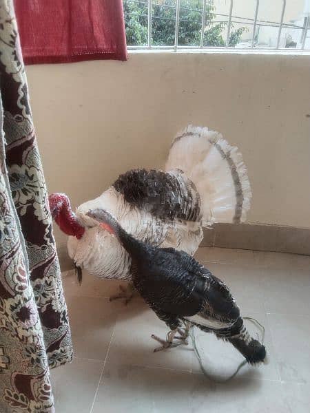 turkey birds pair healthy fit 3