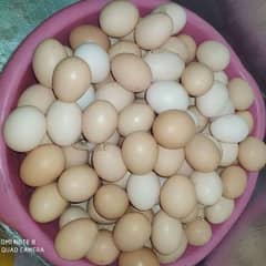 Dashee Eggs