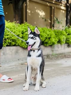 MALE PEDIGREE HUSKY PUPPY 6 month