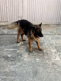 urgent 11 month German shepherd male